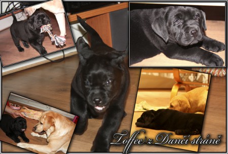 Toffee z Dančí stráně konečně doma !!!
